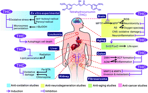 Graphical abstract: Chemopreventative effects of tetrahydrocurcumin on human diseases