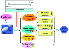 Graphical abstract: Astaxanthin alleviates brain aging in rats by attenuating oxidative stress and increasing BDNF levels
