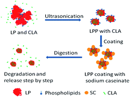 Graphical abstract: Soy lipophilic protein nanoparticles as a novel delivery vehicle for conjugated linoleic acid