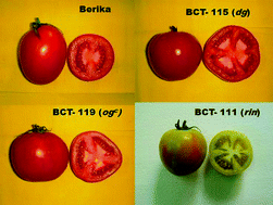 Graphical abstract: Bioactive attributes of tomatoes possessing dg, ogc, and rin genes