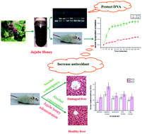 Graphical abstract: Antioxidant properties of jujube honey and its protective effects against chronic alcohol-induced liver damage in mice