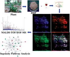 Graphical abstract: The effects of daily supplementation of Dendrobium huoshanense polysaccharide on ethanol-induced subacute liver injury in mice by proteomic analysis