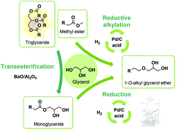 Graphical abstract: 1-O-Alkyl (di)glycerol ethers synthesis from methyl esters and triglycerides by two pathways: catalytic reductive alkylation and transesterification/reduction