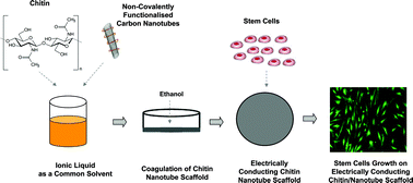 Graphical abstract: Ionic liquids-based processing of electrically conducting chitin nanocomposite scaffolds for stem cell growth