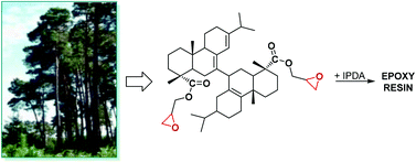 Graphical abstract: Rosin acid oligomers as precursors of DGEBA-free epoxy resins