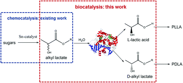 Graphical abstract: Bridging racemic lactate esters with stereoselective polylactic acid using commercial lipase catalysis