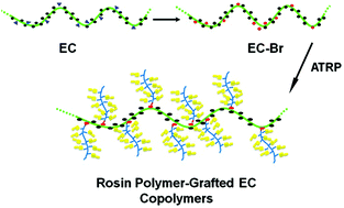 Graphical abstract: Integration of renewable cellulose and rosin towards sustainable copolymers by “grafting from” ATRP