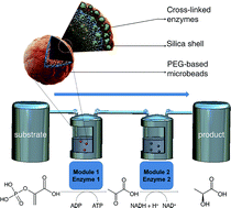 Graphical abstract: Modular multi-enzyme cascade process using highly stabilized enzyme microbeads