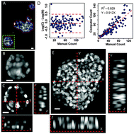 Graphical abstract: Rapid and automated multidimensional fluorescence microscopy profiling of 3D human breast cultures