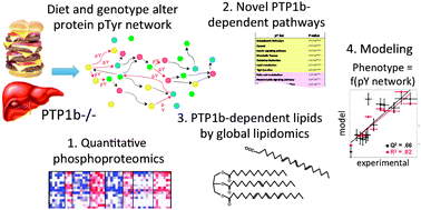 Graphical abstract: Molecular network analysis of phosphotyrosine and lipid metabolism in hepatic PTP1b deletion mice