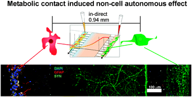 Graphical abstract: Astrocyte–neuron co-culture on microchips based on the model of SOD mutation to mimic ALS