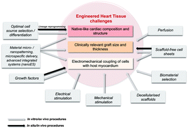 Graphical abstract: Cardiac tissue engineering: renewing the arsenal for the battle against heart disease