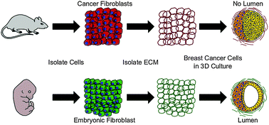 Graphical abstract: Breast cancer normalization induced by embryonic mesenchyme is mediated by extracellular matrix biglycan