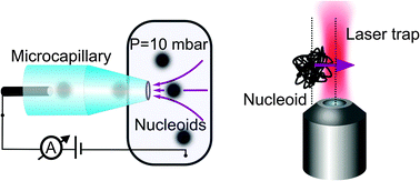Graphical abstract: Bacterial nucleoid structure probed by active drag and resistive pulse sensing