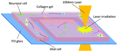 Graphical abstract: Control of neural network patterning using collagen gel photothermal etching
