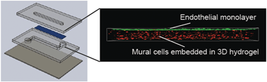 Graphical abstract: A 3D microfluidic platform incorporating methacrylated gelatin hydrogels to study physiological cardiovascular cell–cell interactions