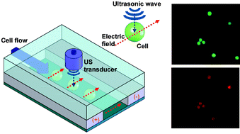 Graphical abstract: Microfluidic electro-sonoporation: a multi-modal cell poration methodology through simultaneous application of electric field and ultrasonic wave