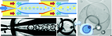 Graphical abstract: Formation of polymersomes with double bilayers templated by quadruple emulsions