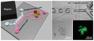 Graphical abstract: Droplet-based microfluidic system to form and separate multicellular spheroids using magnetic nanoparticles