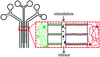 Graphical abstract: Microfluidic systems for studying neurotransmitters and neurotransmission