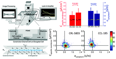 Graphical abstract: A microfluidic system for cell type classification based on cellular size-independent electrical properties