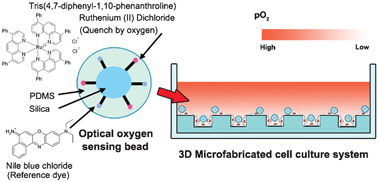 Graphical abstract: Spatially monitoring oxygen level in 3D microfabricated cell culture systems using optical oxygen sensing beads