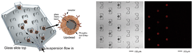 Graphical abstract: A lipobead microarray assembled by particle entrapment in a microfluidic obstacle course and used for the display of cell membrane receptors