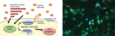 Graphical abstract: Study of endothelial cell apoptosis using fluorescence resonance energy transfer (FRET) biosensor cell line with hemodynamic microfluidic chip system