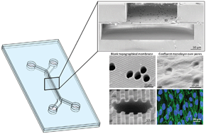Graphical abstract: Topographically-patterned porous membranes in a microfluidic device as an in vitro model of renal reabsorptive barriers