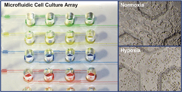 Graphical abstract: A microfluidic cell culture array with various oxygen tensions