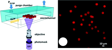 Graphical abstract: Synthesis of biomimetic oxygen-carrying compartmentalized microparticles using flow lithography