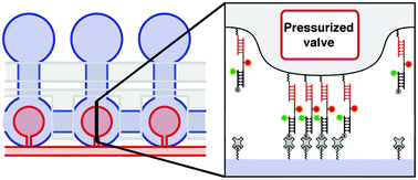 Graphical abstract: Protein–DNA force assay in a microfluidic format
