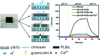 Graphical abstract: Label-free study of the function of ion channel protein on a microfluidic optical sensor integrated with artificial cell membrane