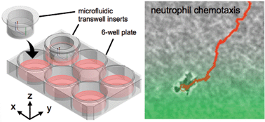 Graphical abstract: Microfluidic transwell inserts for generation of tissue culture-friendly gradients in well plates