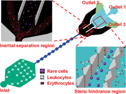 Graphical abstract: High-throughput rare cell separation from blood samples using steric hindrance and inertial microfluidics