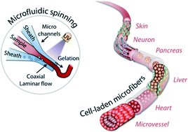 Graphical abstract: Microfluidic spinning of micro- and nano-scale fibers for tissue engineering