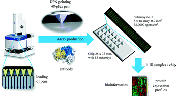 Graphical abstract: Multiplexing of miniaturized planar antibody arrays for serum protein profiling – a biomarker discovery in SLE nephritis