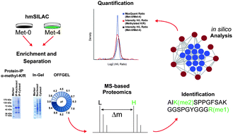 Graphical abstract: Mass spectrometry-based identification and characterisation of lysine and arginine methylation in the human proteome