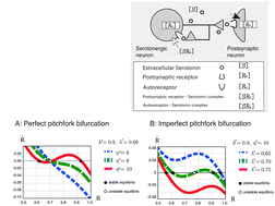 Graphical abstract: Pitchfork bifurcation in a receptor theory-based model of the serotonergic system