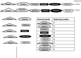 Graphical abstract: Tethering preferences of domain families co-occurring in multi-domain proteins