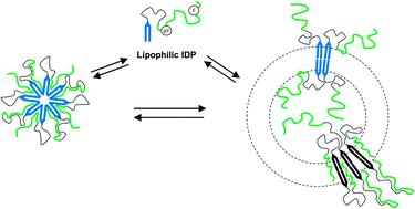 Graphical abstract: Solution conformational features and interfacial properties of an intrinsically disordered peptide coupled to alkyl chains: a new class of peptide amphiphiles