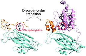 Graphical abstract: Regulation of protein–protein binding by coupling between phosphorylation and intrinsic disorder: analysis of human protein complexes