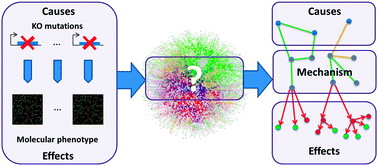 Graphical abstract: PheNetic: network-based interpretation of unstructured gene lists in E. coli