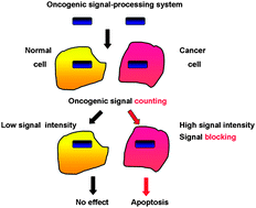 Graphical abstract: Synthesizing oncogenic signal-processing systems that function as both “signal counters” and “signal blockers” in cancer cells