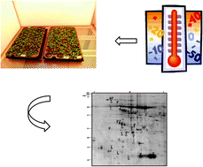 Graphical abstract: Proteomic analysis of temperature stress-responsive proteins in Arabidopsis thaliana rosette leaves