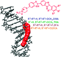 Graphical abstract: Bi and tri-substituted phenyl rings containing bisbenzimidazoles bind differentially with DNA duplexes: a biophysical and molecular simulation study