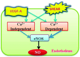 Graphical abstract: Analysing calcium dependent and independent regulation of eNOS in endothelium triggered by extracellular signalling events