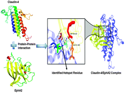 Graphical abstract: Activation mechanism of claudin-4 by ephrin type-A receptor 2: a molecular dynamics approach