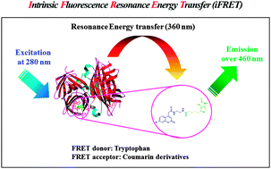 Graphical abstract: Discovery of coumarin derivatives as fluorescence acceptors for intrinsic fluorescence resonance energy transfer of proteins