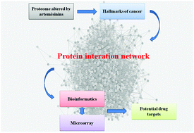Graphical abstract: Artemisinin rewires the protein interaction network in cancer cells: network analysis, pathway identification, and target prediction